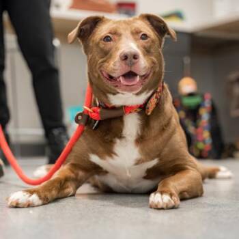 Stix -  Mixed Breed Dog for Adoption in Atlanta, Georgia - Stix | PetCurious