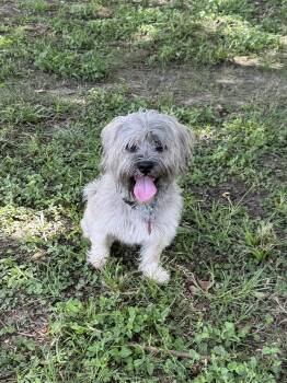 Rescue Schnauzer Dogs for Adoption in Richmond, Texas - Bruno Mars | PetCurious