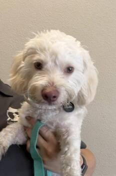 Blanco -  Poodle Dog for Adoption in Seattle, Washington - Blanco | PetCurious