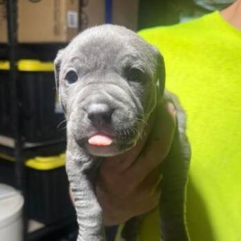 Garrett -  Mixed Breed Dog for Adoption in Dekalb, Illinois - Garrett | PetCurious
