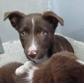 LYRA -  Border Collie and Mixed Breed Dog for Adoption in Alameda, California - LYRA | PetCurious