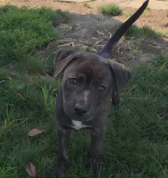 Ember -  Mixed Breed Dog for Adoption in Maineville, Ohio - Ember | PetCurious