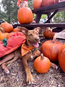 Rescue Shepherd and Pit Bull Terrier Dogs for Adoption in Houston, Texas - Carson | PetCurious