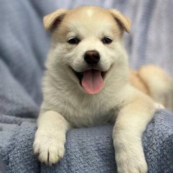 Marshmallow Pup - Snoballs -  Shepherd and Husky Dog for Adoption in San Diego, California - Marshmallow Pup - Snoballs | PetCurious