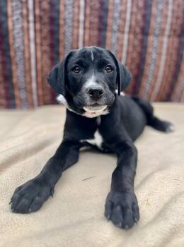 Labrador Retriever and Terrier Dogs Available for Adoption in Gulfport, Mississippi - Zenith | PetCurious