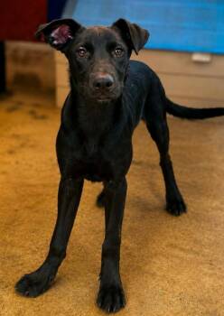 Rosita -  Labrador Retriever Dog for Adoption in El Dorado, Arkansas - Rosita | PetCurious