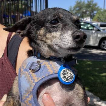 Benito -  Chihuahua and Miniature Pinscher Dog for Adoption in Warren, Rhode Island - Benito | PetCurious