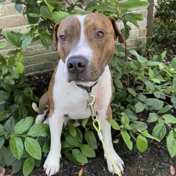 Mixed Breed Dogs Available for Adoption in Houston, Texas - Fisher | PetCurious
