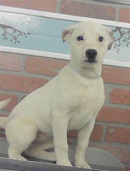 A2084016 -  Labrador Retriever Dog for Adoption in Houston, Texas - A2084016 | PetCurious