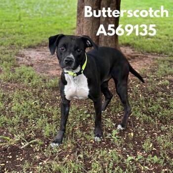 BUTTERSCOTCH -  Pit Bull Terrier Dog for Adoption - BUTTERSCOTCH | PetCurious