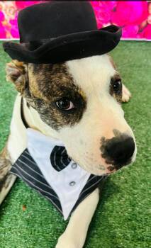 American Bully Dogs Available for Adoption - Ruscal | PetCurious