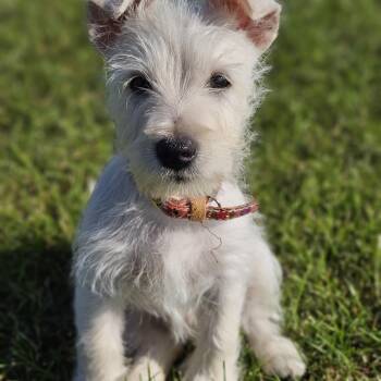 Milo Springfield -  Schnauzer and West Highland White Terrier Westie Dog for Adoption in Shiloh, Illinois - Milo Springfield | PetCurious