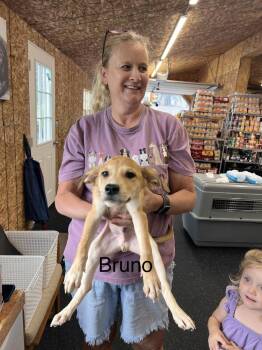 Bruno -  Labrador Retriever and American Eskimo Dog Dog for Adoption in Irwin, Pennsylvania - Bruno | PetCurious