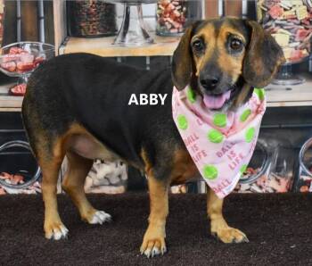 Abby -  Dachshund and Beagle Dog for Adoption in Gilbert, Arizona - Abby | PetCurious
