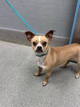 BRITNEY -  Chihuahua and Mixed Breed Dog for Adoption in Las Vegas, Nevada - BRITNEY | PetCurious