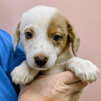 Detention -  Cattle Dog and Australian Cattle Dog Blue Heeler Dog for Adoption in Huntsville, Arkansas - Detention | PetCurious