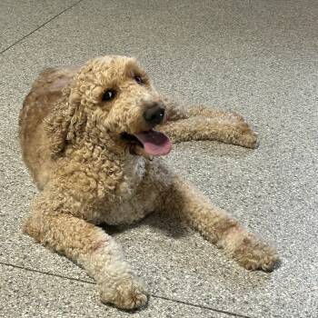 Goldendoodle Dogs Available for Adoption - Sadie. Sweet Dog  | PetCurious