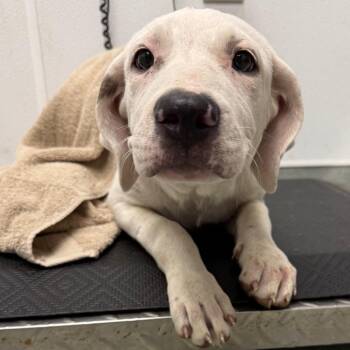 Jules -  Terrier Dog for Adoption in Abilene, Texas - Jules | PetCurious