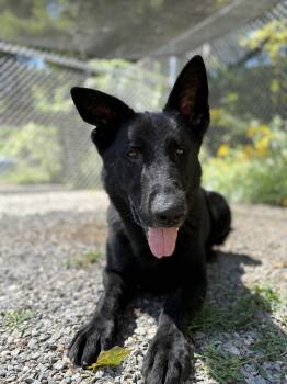 Rescue German Shepherd Dog Dogs for Adoption in Bridgton, Maine - Silver | PetCurious
