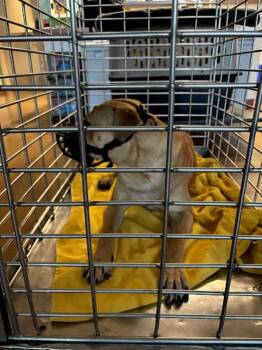 Black Mouth Cur Dogs Available for Adoption - Rosco | PetCurious