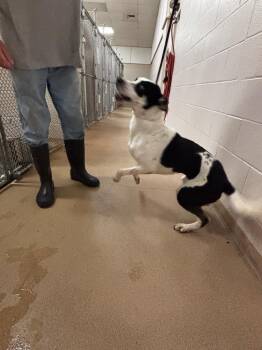 Joss -  Pit Bull Terrier and Husky Dog for Adoption in Lima, Ohio - Joss | PetCurious