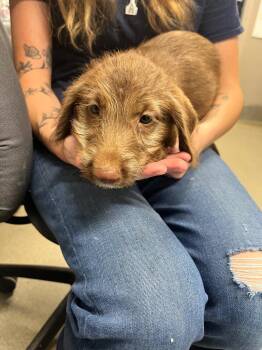 Stella -  Labrador Retriever and Terrier Dog for Adoption in Hopkinsville, Kentucky - Stella | PetCurious