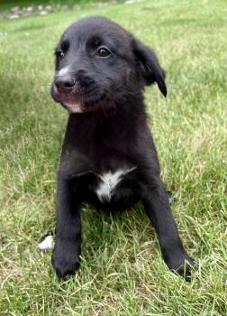 Molly -  Jack Russell Terrier and English Shepherd Dog for Adoption in New Baltimore, Michigan - Molly | PetCurious