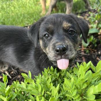 Chelsea -  Retriever and Australian Shepherd Dog Available for Adoption in Minneapolis, Minnesota - Chelsea | PetCurious
