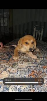 Golden Retriever and Beagle Dogs Available for Adoption - Ravioli | PetCurious