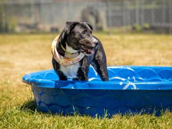 Tiffany -  Labrador Retriever and Mixed Breed Dog for Adoption in Portland, Oregon - Tiffany | PetCurious