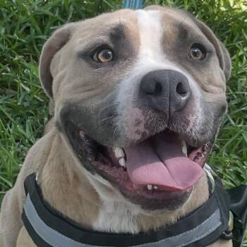 Kochie YC -  American Bulldog Dog for Adoption in Austin, Texas - Kochie YC | PetCurious