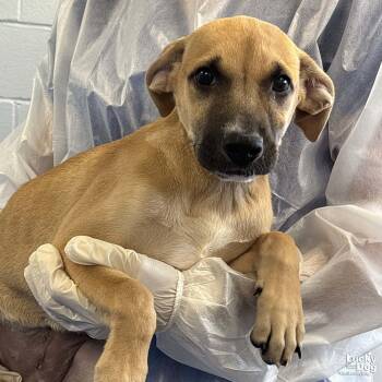 Binki -  Shepherd Dog for Adoption in Washington, District Of Columbia - Binki | PetCurious