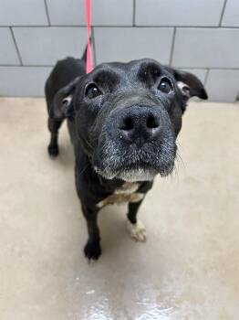 Mixed Breed Dogs Available for Adoption - Odette | PetCurious