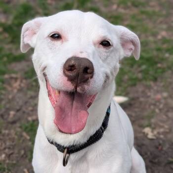 Labrador Retriever and Mixed Breed Dogs Available for Adoption in Milan, Illinois - Falcor | PetCurious
