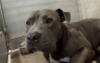 Rescue Pit Bull Terrier Dogs for Adoption in San Bernardino, California - LARRY | PetCurious