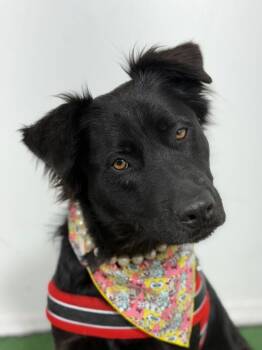 Nikky-One of our Amazing Rescue Dogs -  Flat Coated Retriever and Black Labrador Retriever Dog for Adoption in Carlsbad, California - Nikky-One Of Our Amazing Rescue Dogs | PetCurious