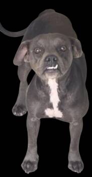 Rescue Mixed Breed Dogs for Adoption in Fort Stockton, Texas - Patience | PetCurious