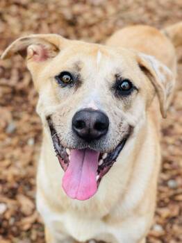Anatolian Shepherd Dogs Available for Adoption in Social Circle, Georgia - Crescent | PetCurious