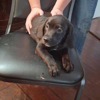 Jack -*Available 10/17*Chino Hills Location -  Labrador Retriever and Mixed Breed Dog for Adoption in Chino Hills, California - Jack -*Available 10/17*Chino Hills Location | PetCurious