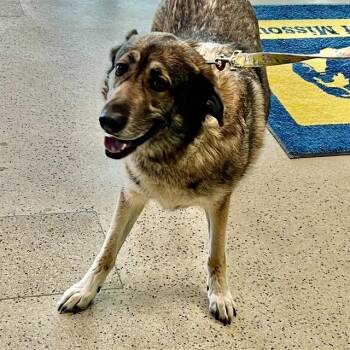 Great Pyrenees and German Shepherd Dog Dogs Available for Adoption in St. Louis, Missouri - COCO MAPLE | PetCurious