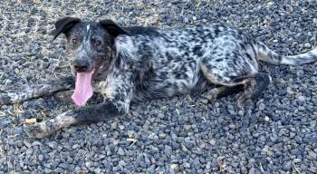 Ruckus -  Australian Cattle Dog Blue Heeler Dog for Adoption in Bend, Oregon - Ruckus | PetCurious