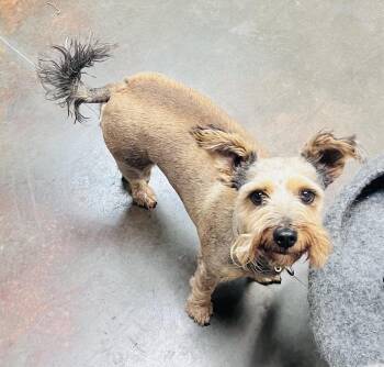 Delilah -  Silky Terrier Dog for Adoption in Council Bluffs, Iowa - Delilah | PetCurious