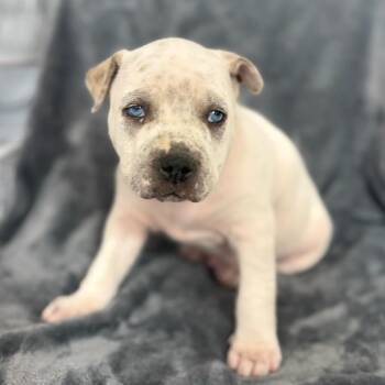 Pit Bull Terrier and Mixed Breed Dogs Available for Adoption in St. Peters, Missouri - Rolo | PetCurious