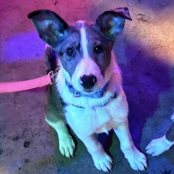 Crown Apple -  Australian Shepherd and Rough Collie Dog for Adoption in Waco, Texas - Crown Apple | PetCurious