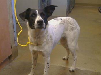 KIRA -  Border Collie and Mixed Breed Dog for Adoption in Sacramento, California - KIRA | PetCurious