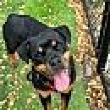 Rescue Rottweiler Dogs for Adoption in Sunrise, Florida - Jolene | PetCurious