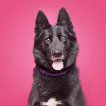 German Shepherd Dog and Siberian Husky Dogs Available for Adoption - Smokey | PetCurious