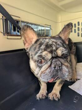 Frankie Baum KY 4869 -  French Bulldog Dog for Adoption in Maryville, Tennessee - Frankie Baum KY 4869 | PetCurious