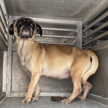 Shepherd and Pug Dogs Available for Adoption - Debbie | PetCurious