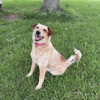 Cattle Dog Dogs Available for Adoption in Carencro, Louisiana - Maraschino | PetCurious